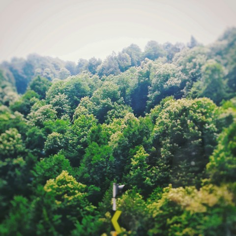 orman