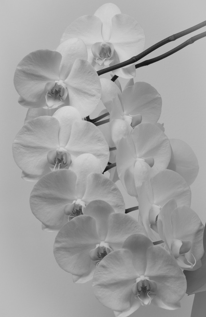 orchid