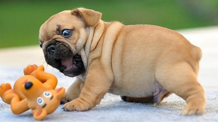 dog