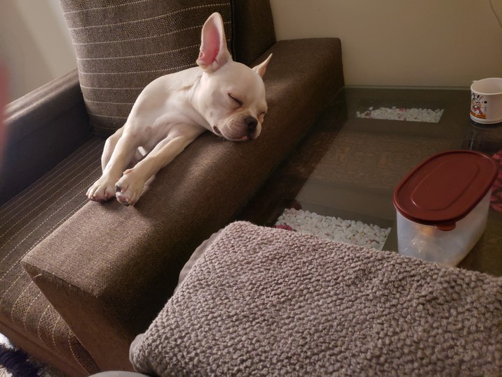 dog