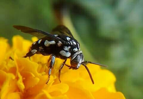 Nature ........