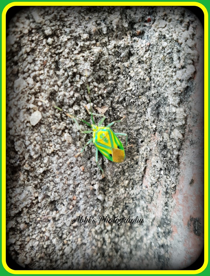 Insect