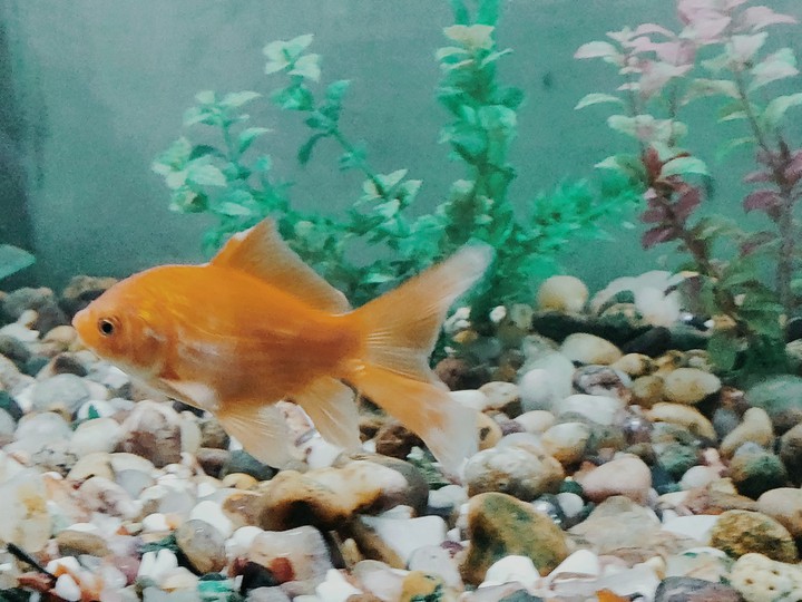 fish