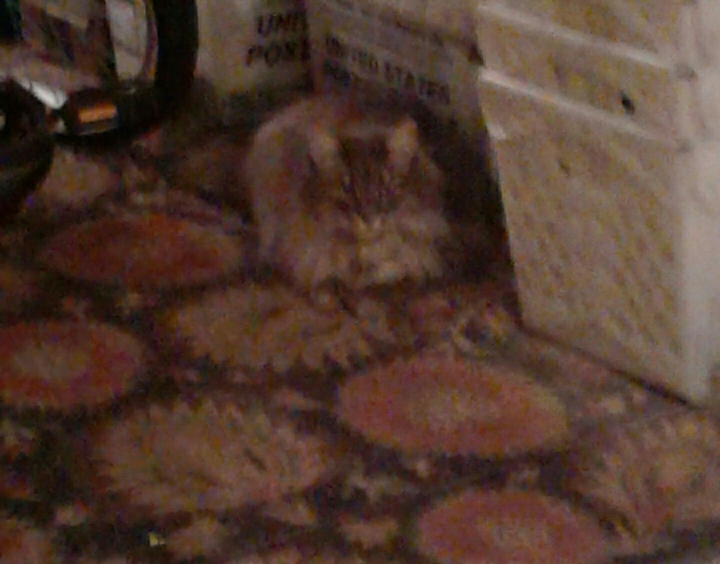Cat's Friend