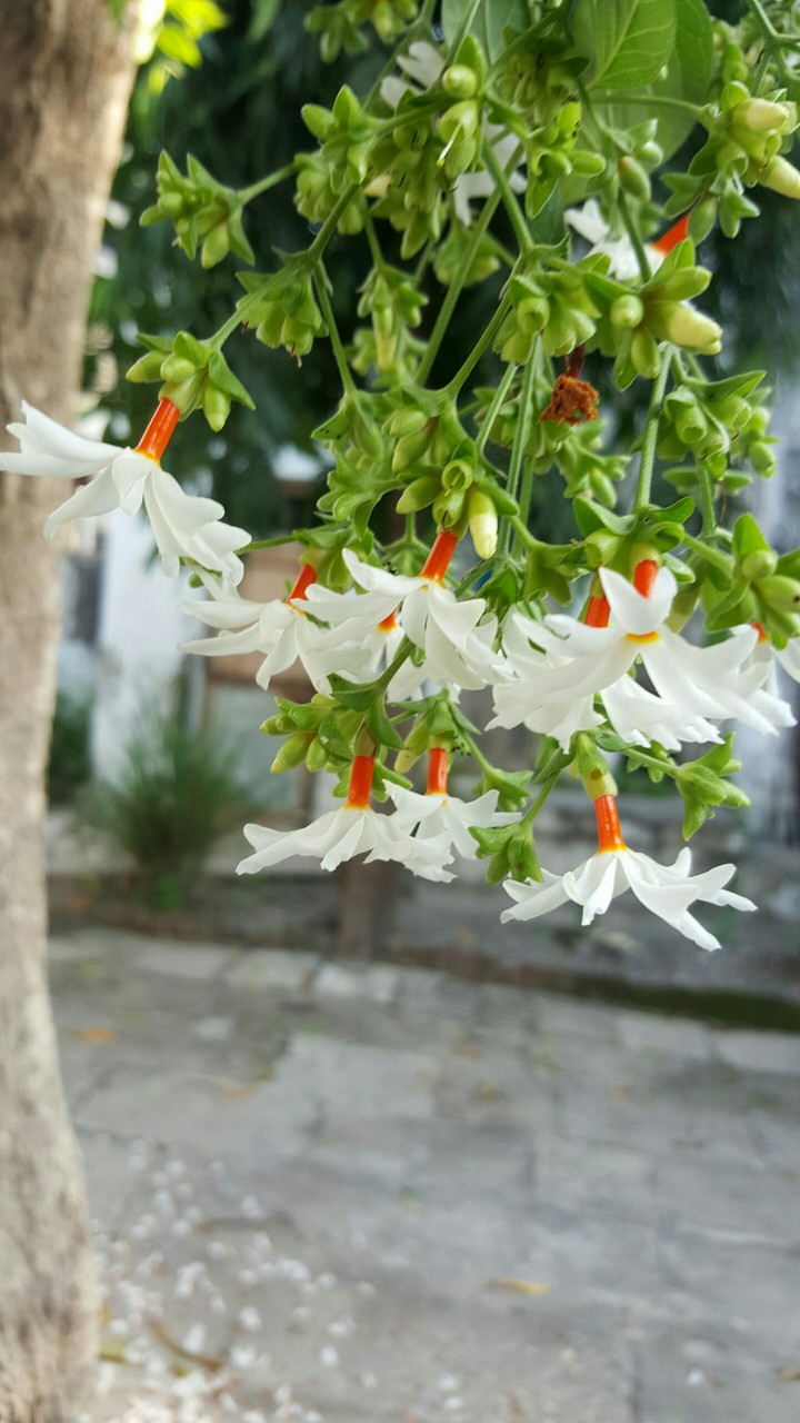 flower