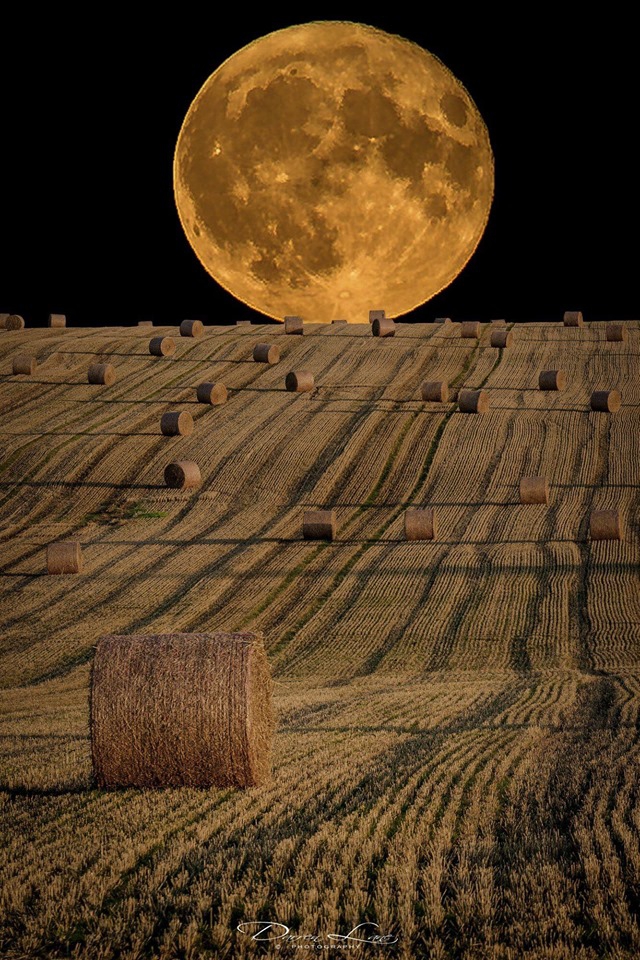 harvest