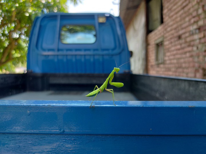 Praying mantis