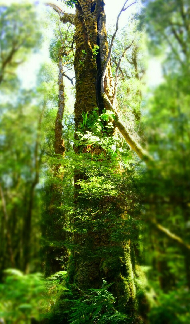 Magic forest