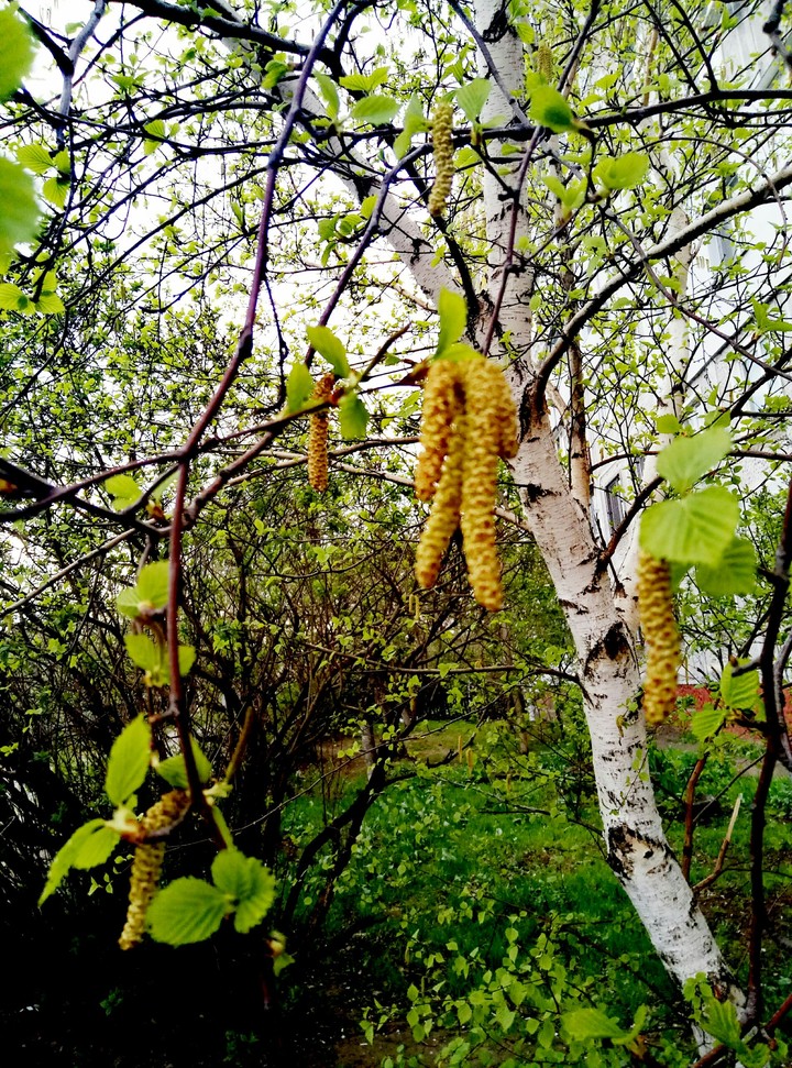 Бруньки