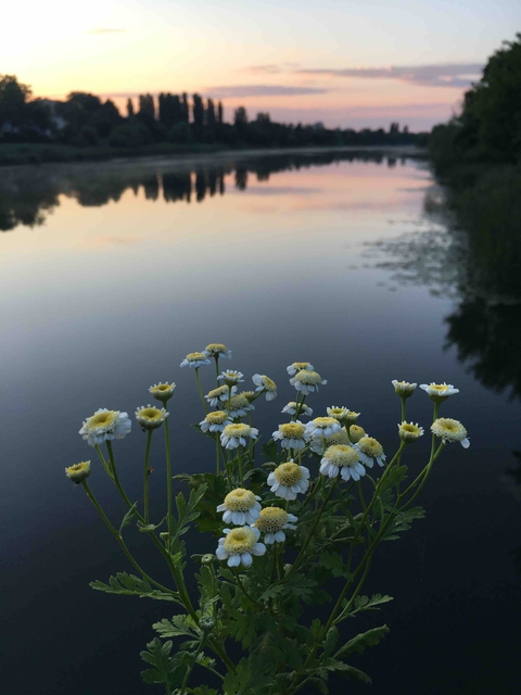 flower ?