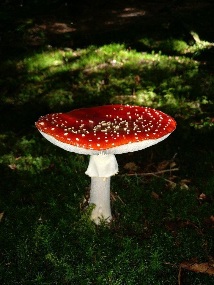 Champignon toxique