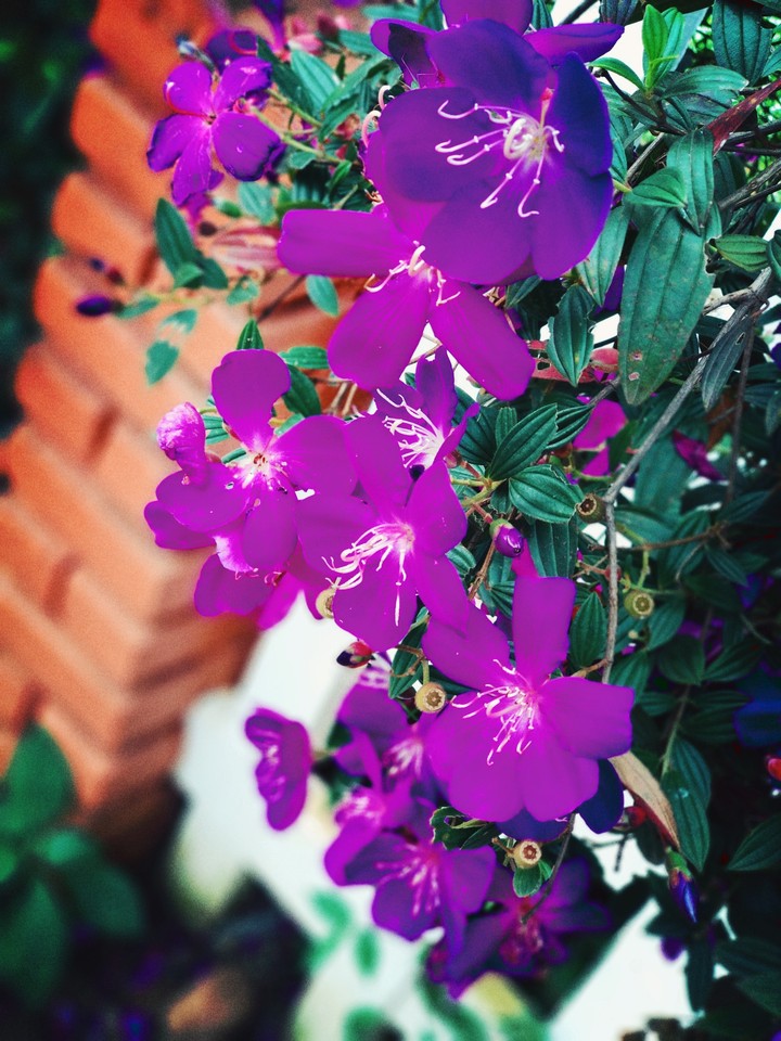 purple