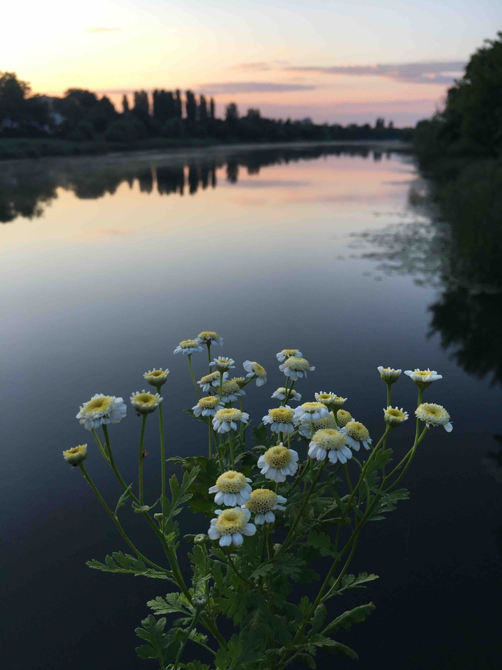 flower ?