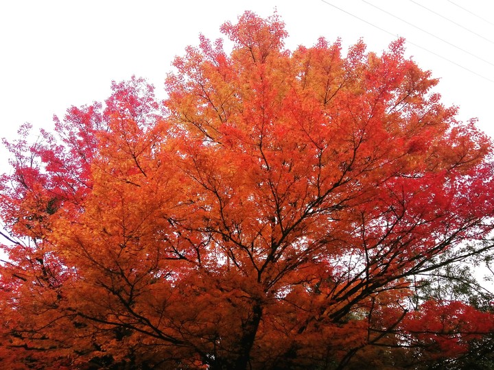 autumn tree
