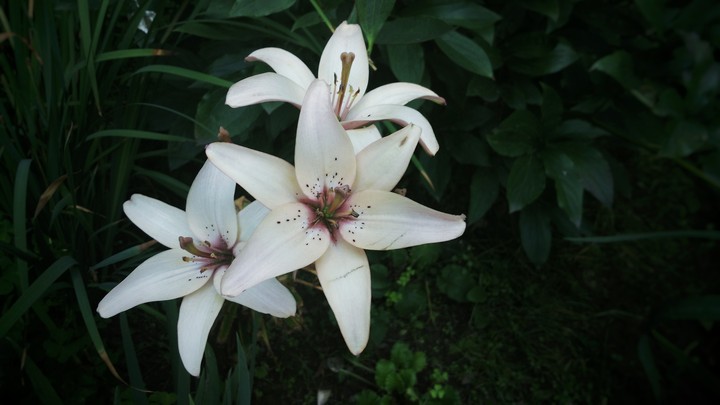 lilly
