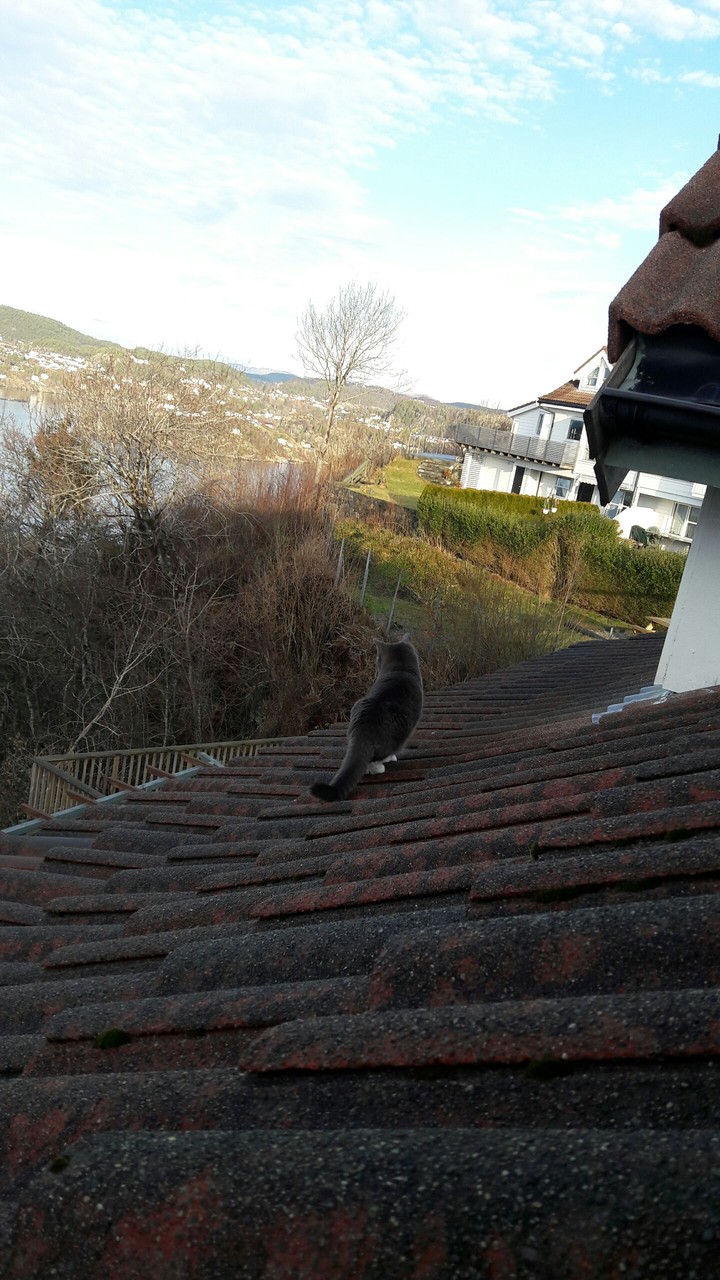 my cat
