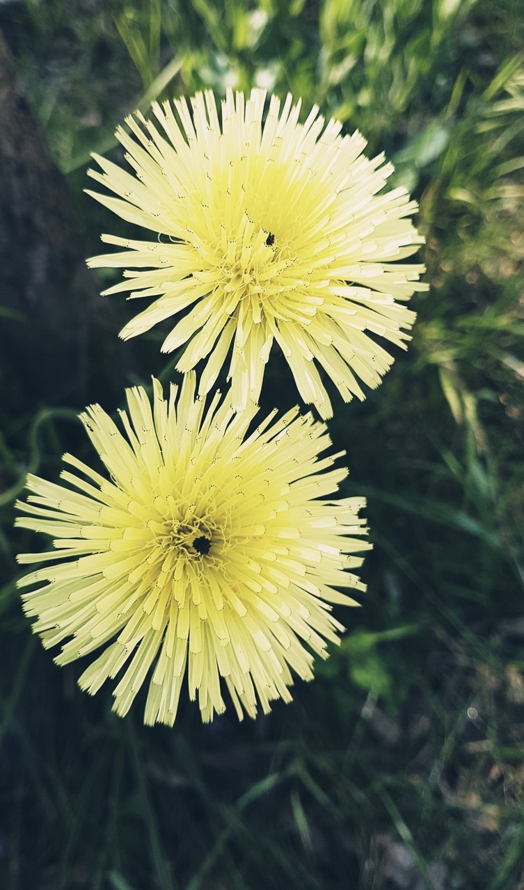 Sfondi