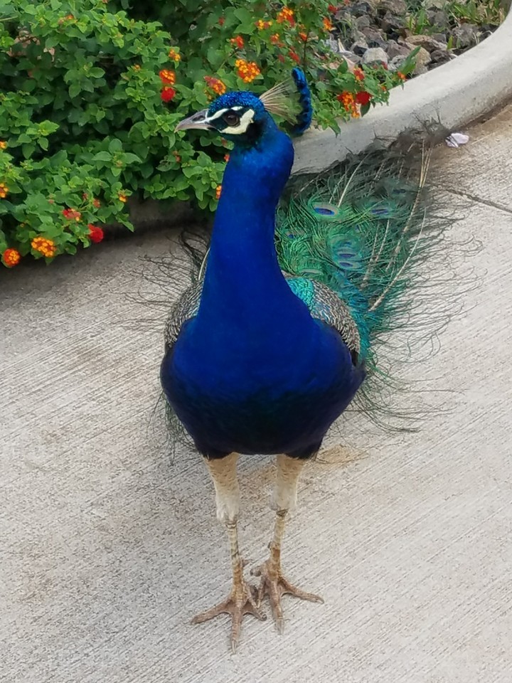 Peacock