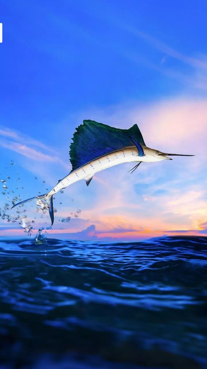 Fish