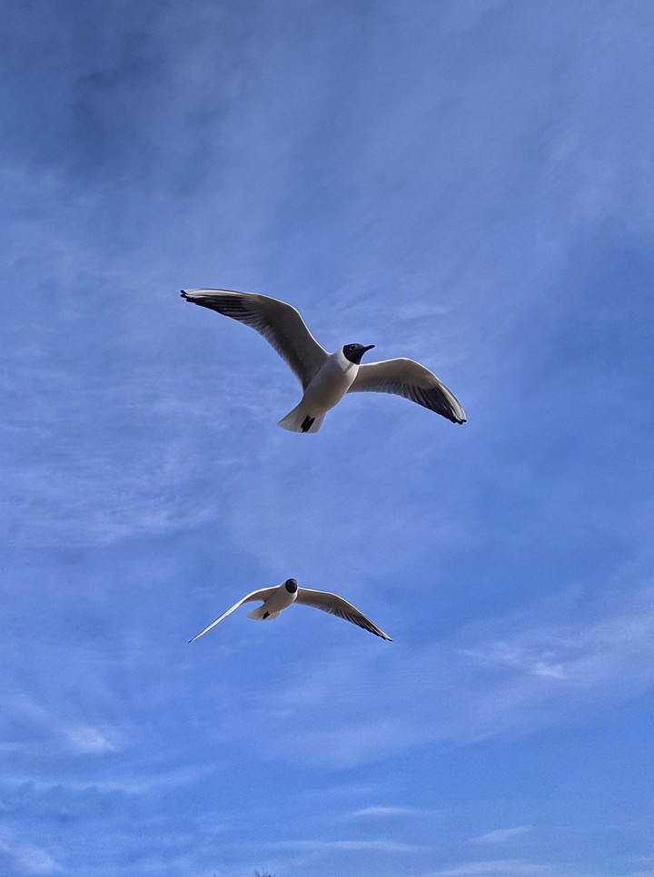 bird in sky