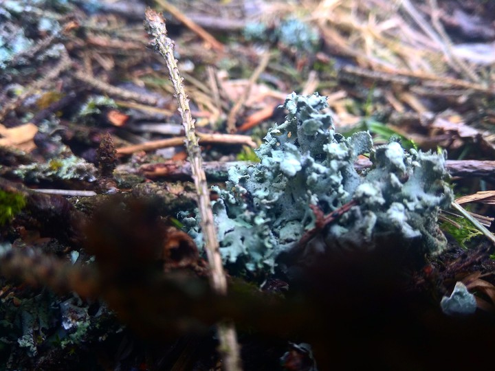 moss