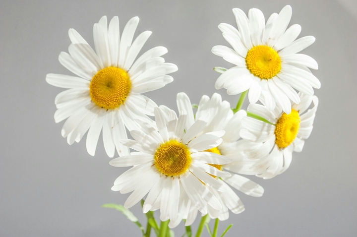 daisys