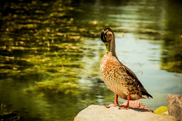 Cute duck