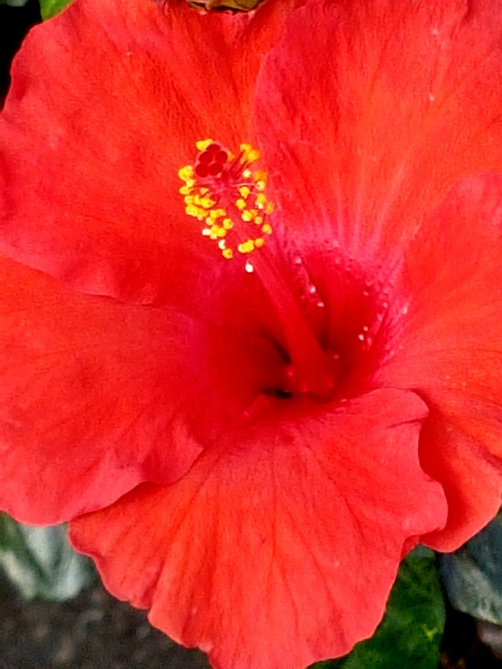 fiore
