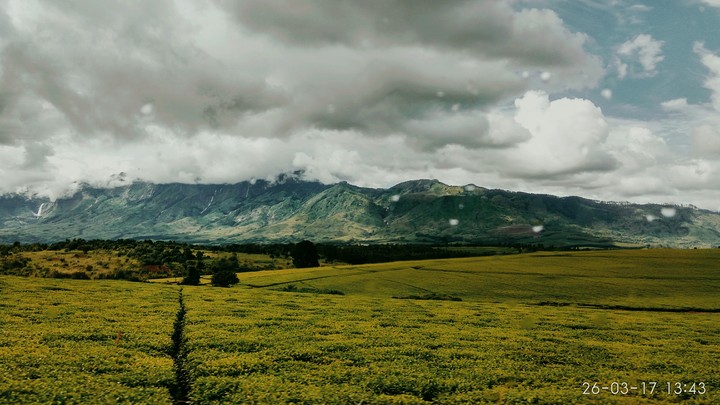 Natural Beauty Mulanji - Tea Garden - Malawi