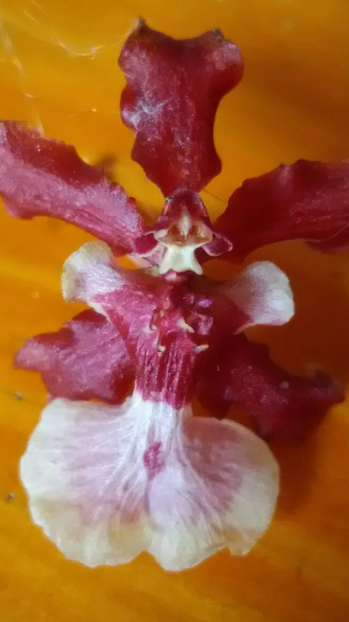 Orquídea