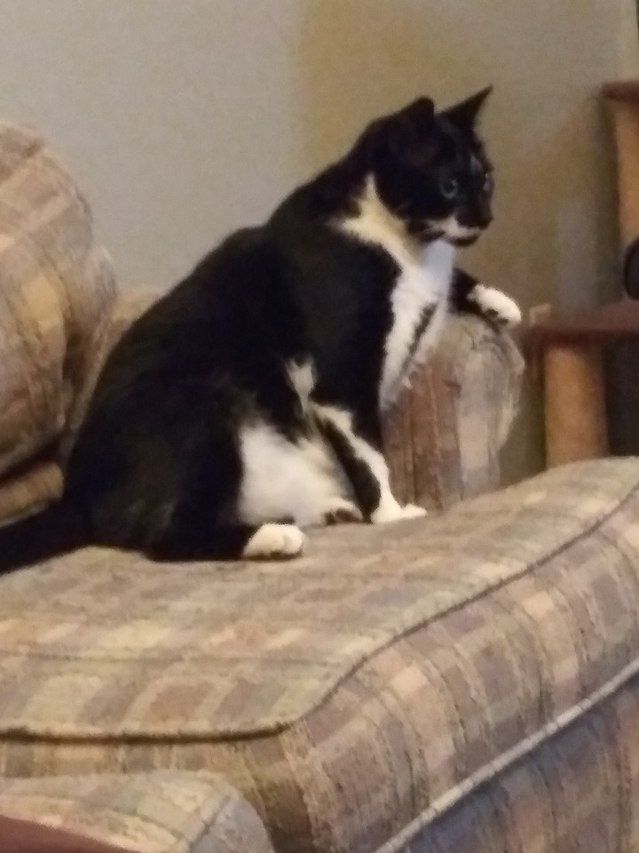 Spooty watching Tv