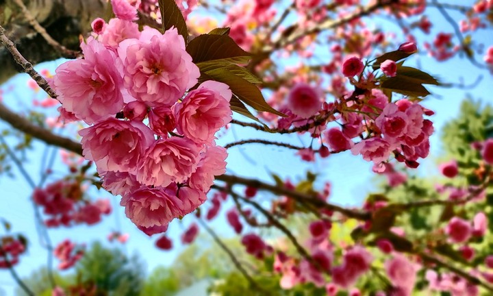 Spring Pinks