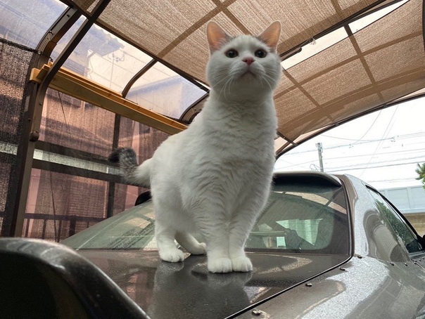 милый кот