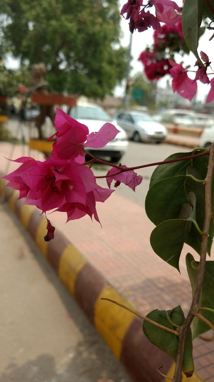 flower
