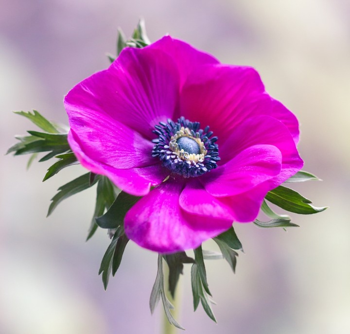 anemone
