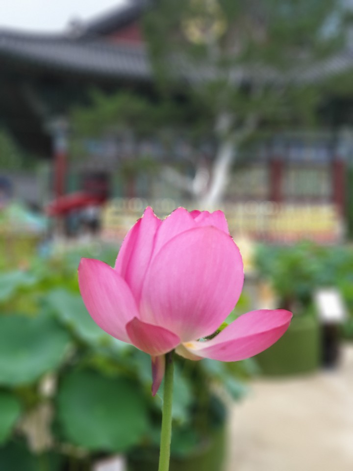 연향기