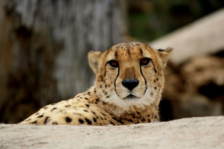 Cheetah