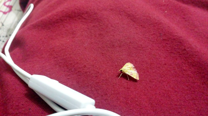 bug