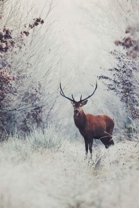 Venado
