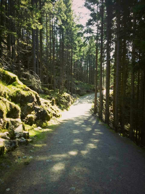 Deep inside woods