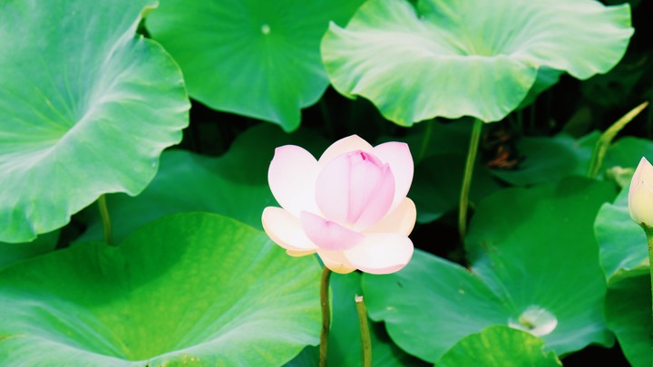 77