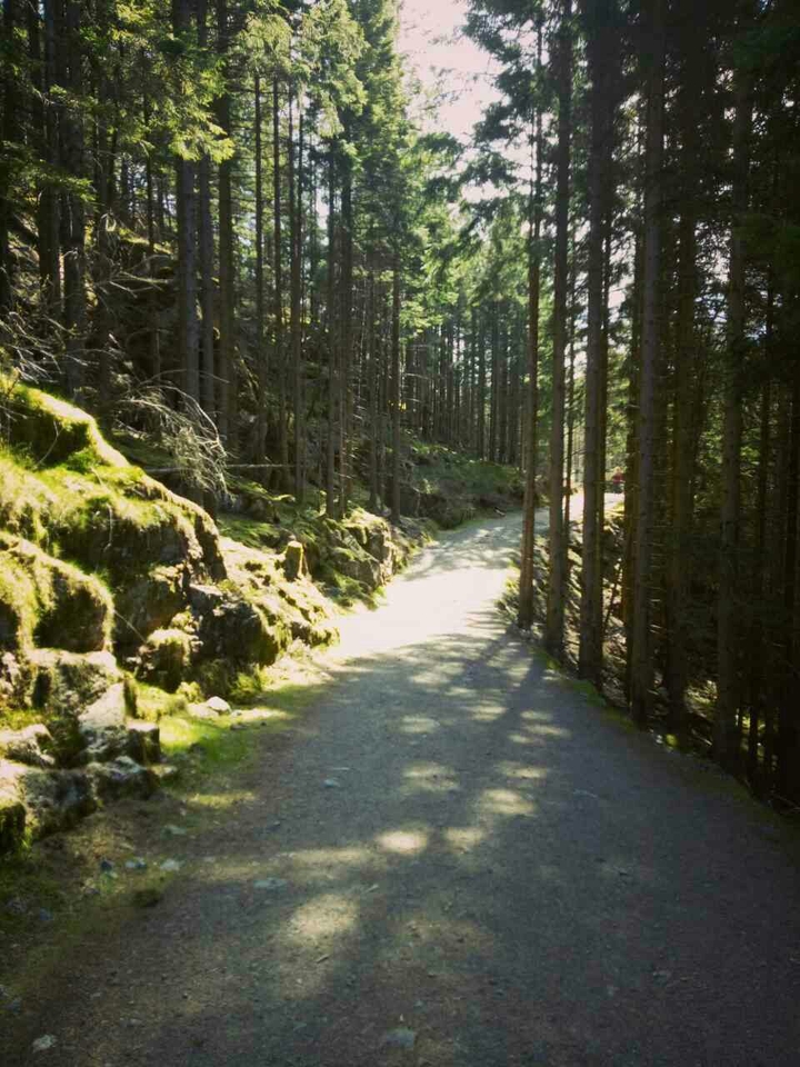 Deep inside woods