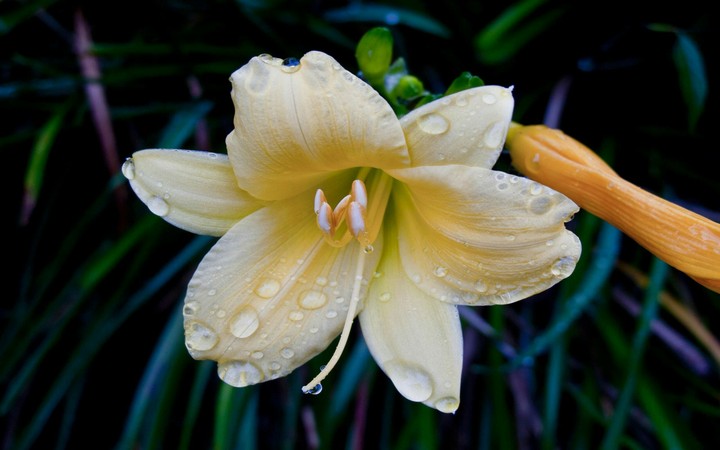 drops on lily