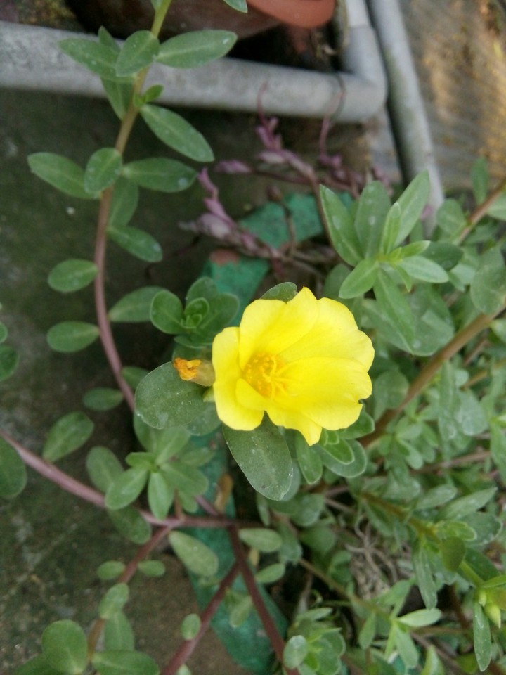 tf yellow