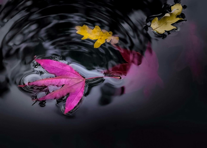 Leaves in the water
