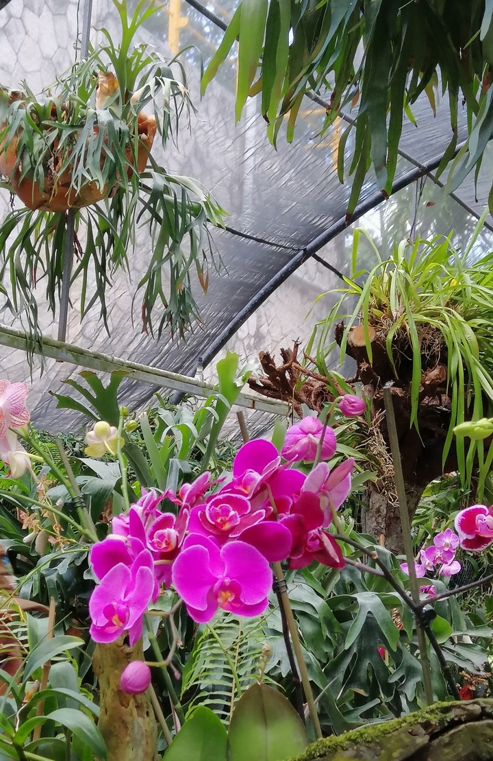 orquídea