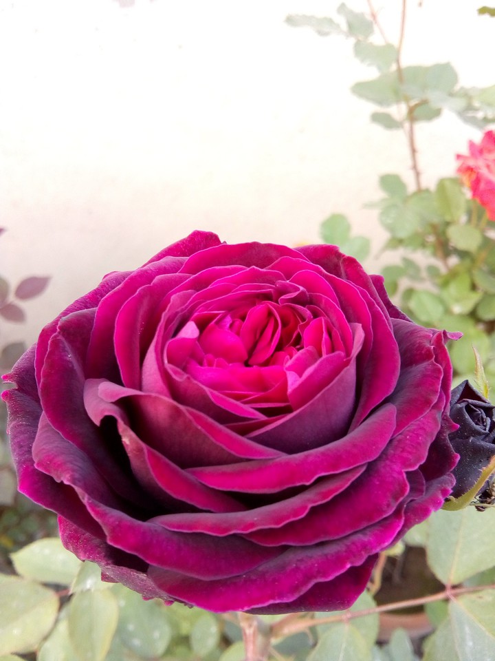 black rose