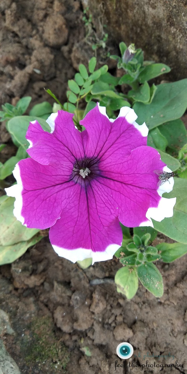 rainbows flower