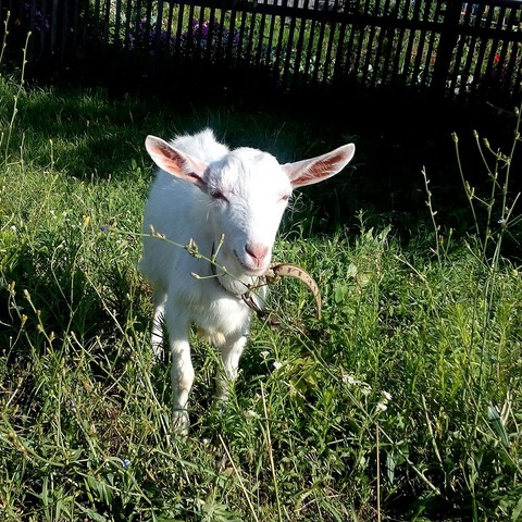 smile like...a goat