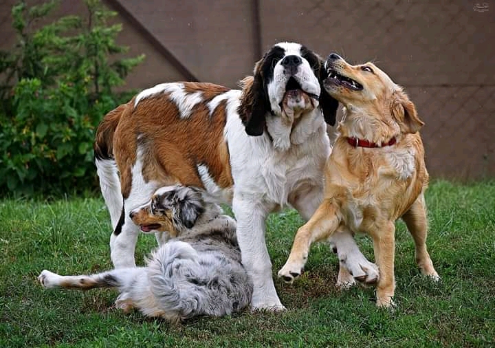 Playing dogs